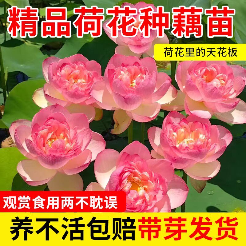 观赏荷花莲藕苗水养盆栽池塘大型荷花种苗食用连藕种苗莲花苗藕苗