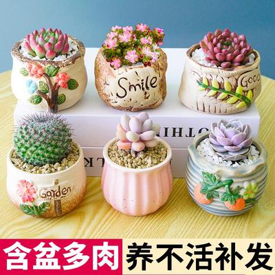 多肉小盆栽植物组合室内带陶瓷花盆土老桩仙人球办公室绿植摆件