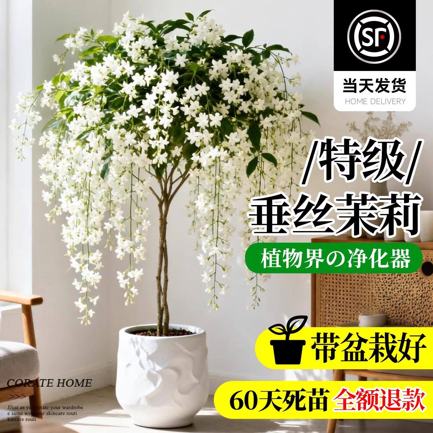 垂丝茉莉盆栽带花苞老桩泰国风车茉莉阳台室内外好养四季花卉绿植
