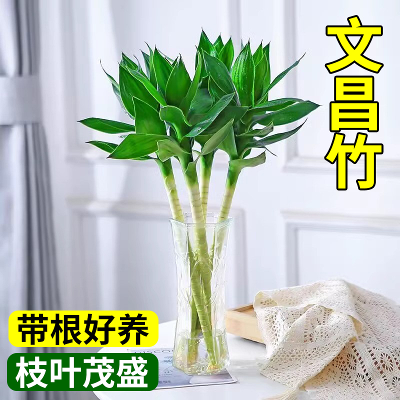 正宗文昌竹四季绿植客厅水培