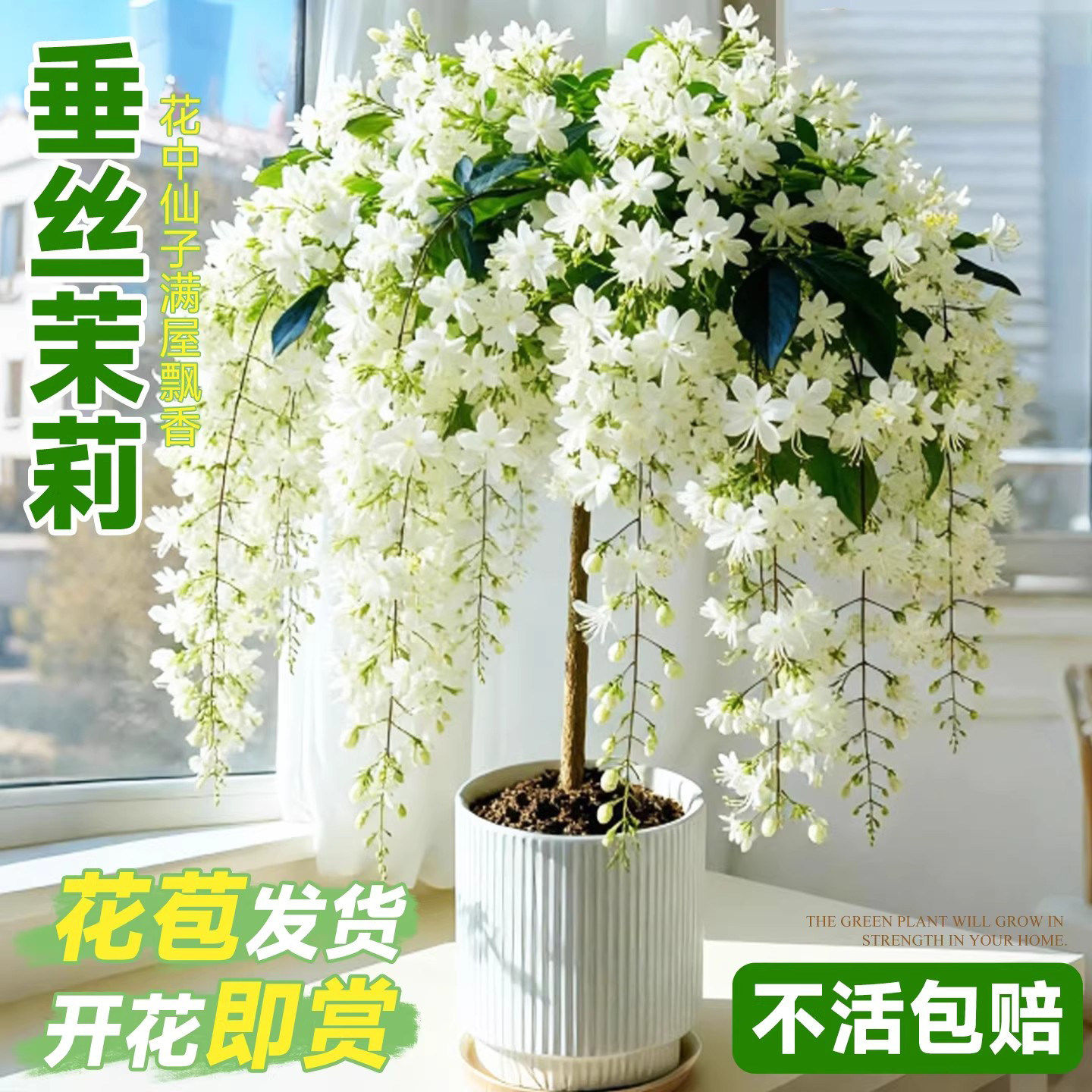 垂丝茉莉带花苞老桩泰国风车茉莉好养阳台室内四季开花绿植盆栽
