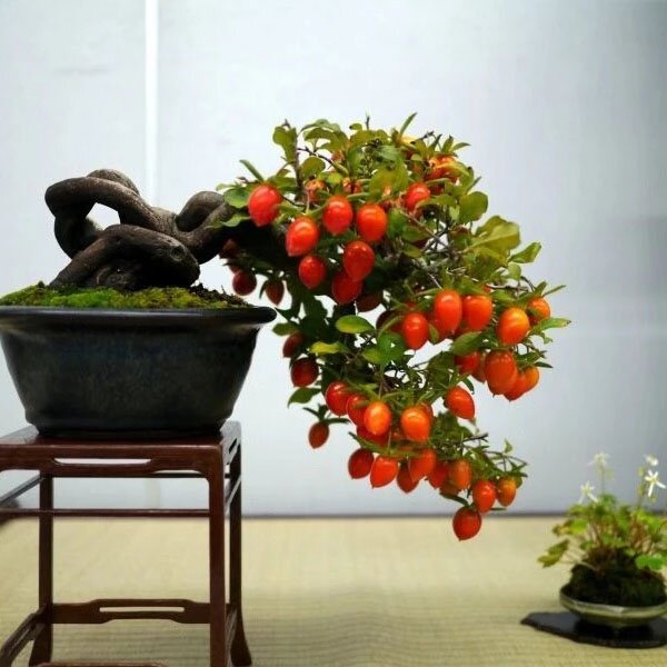 老鸦柿盆景梦之雫品种瑰宝独孤果母苗金弹子观果盆景血红果老鸦柿