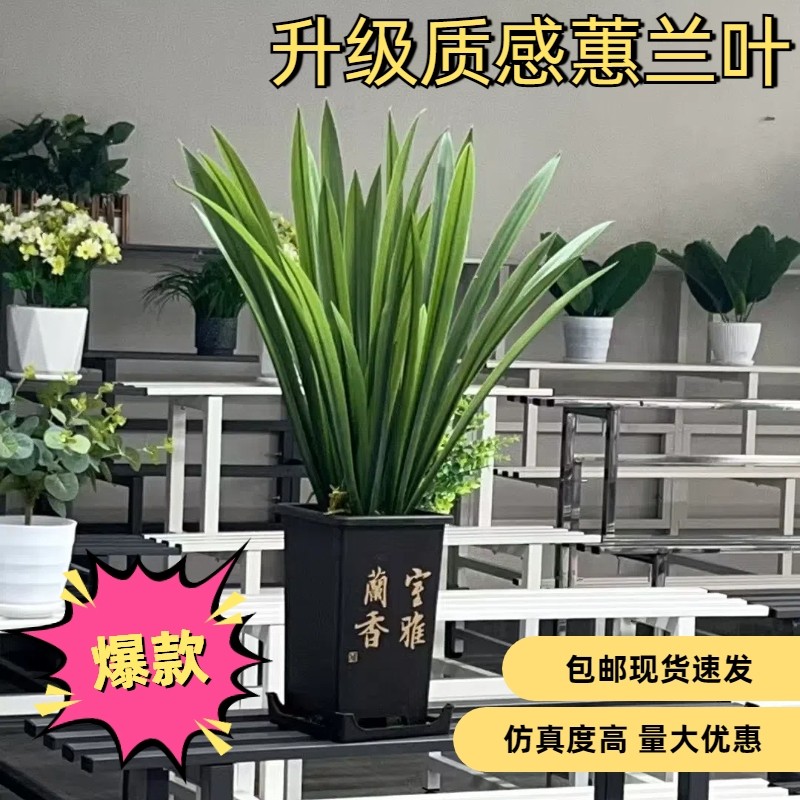 仿真手感蕙兰叶仿真植物盆栽插花剑兰叶子 软胶仿真叶子假花防水