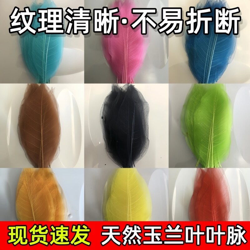 金刚树叶叶脉学生手工制作树叶礼物创意书签材料干花天然植物标本