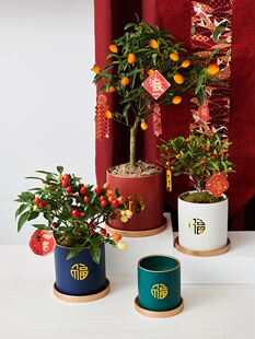 新年花盆红色福字装饰小花盆陶瓷轻奢福桶兰花盆栽蝴蝶兰专用花盆