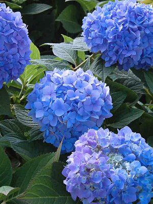 绣球花苗老桩大小苗盆栽带花无尽夏石灰灯花手鞠贝那安娜乔木绣 洁岁企业店的小店 淘优券