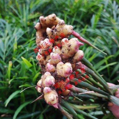 四川乐山小黄姜 犍为生姜老姜 黄口生姜 窖藏老姜筠姜 川干姜鲜姜