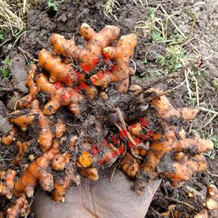 四川姜黄 乐山生态黄姜 犍为产地直销 咖喱姜 月子姜 红姜 黄姜