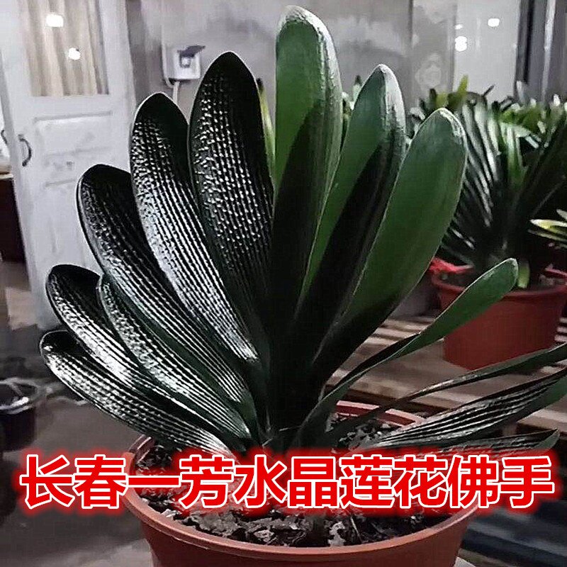 长春一芳精品君子兰水晶莲花佛手坑纹珍珠麻脸宽短叶油匠盆栽小苗