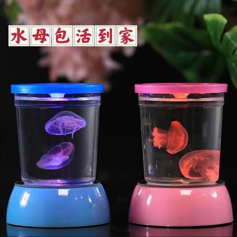 网红赤月水母活物学生宿