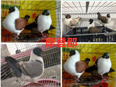 大体三色摩登娜鸽子活体公斤肉鸽红色铜背反色摩登那活物