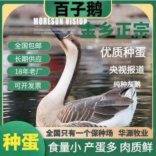 灰鹅雁鹅鹅蛋正宗纯种灰羽百子鹅下蛋王种蛋受精蛋可孵化6枚