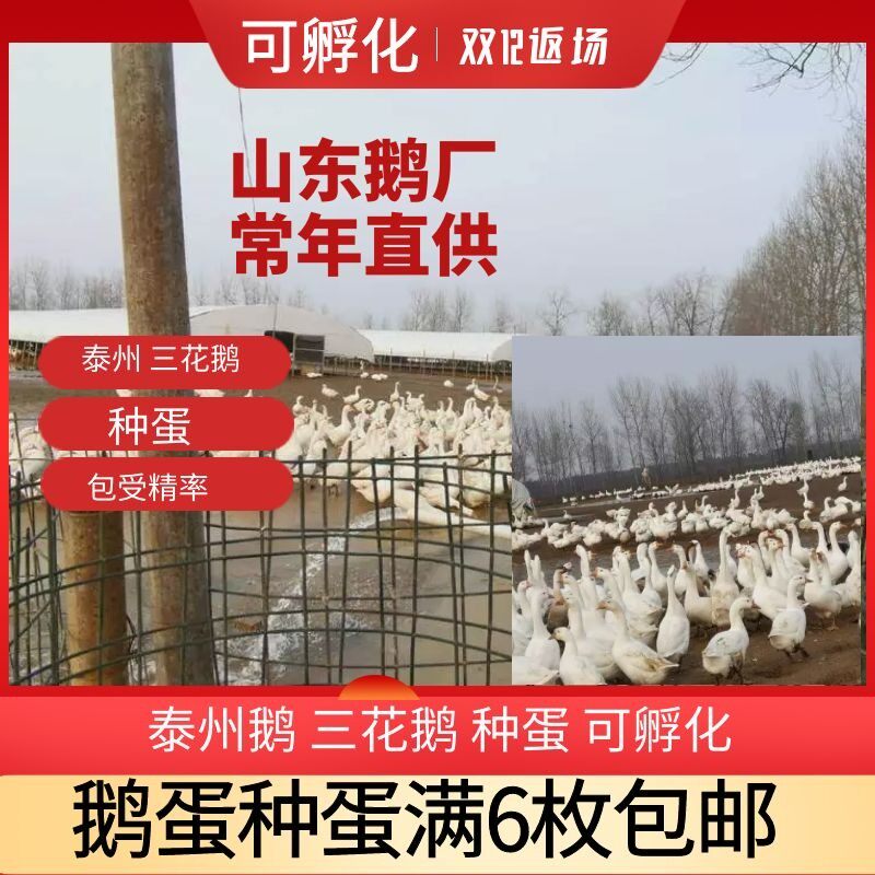 纯种泰州鹅蛋宠物正宗下蛋王大种产蛋鹅种蛋受精蛋白鹅可孵化6枚
