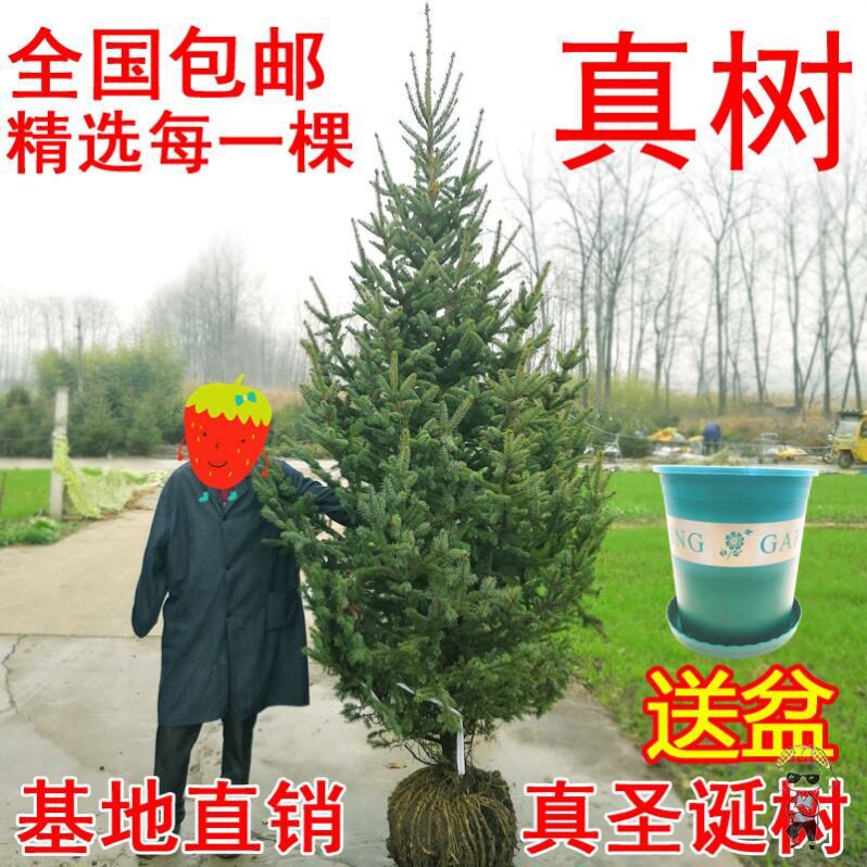 真云杉盆栽圣诞树天然圣诞节松圣诞树的诺青贝树带根装饰真扦鲜活