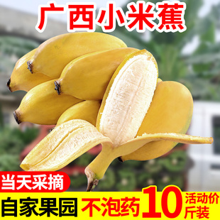 包邮 广西小米蕉自然熟9斤香蕉新鲜水果 自然熟当季 整箱10香甜可口