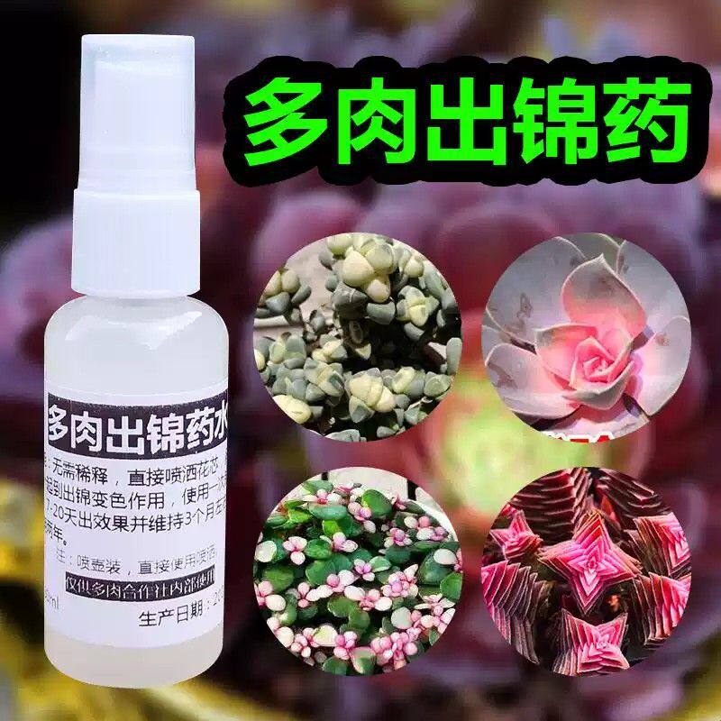 多肉出锦变色药水植物促锦变锦营养液雅乐之舞金枝玉叶变色出锦药图片