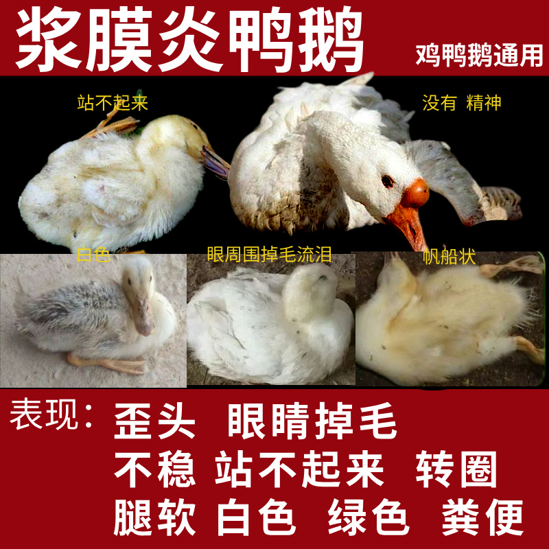 鸭鹅浆膜炎专用药浆杆速康兽用