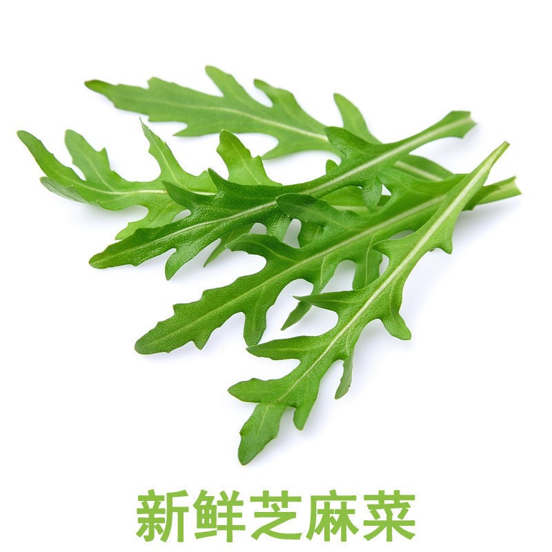 新鲜芝麻菜 包邮 现摘精选 火箭菜 蔬菜沙拉 西餐生菜 野芝麻菜