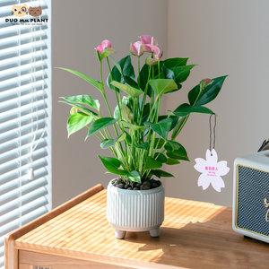 桃色办公室价格 桃色办公室图片 星期三 桃色办公室价格 桃色办公室图片 星期三