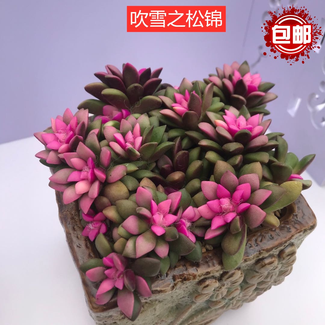 m吹雪之松锦多肉盆栽室内桌面防辐射绿植包邮阳台办公
