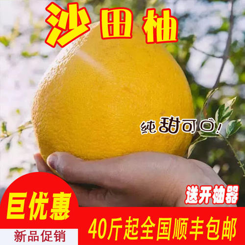 白肉沙田柚多少钱 白肉沙田柚价格 小麦优选