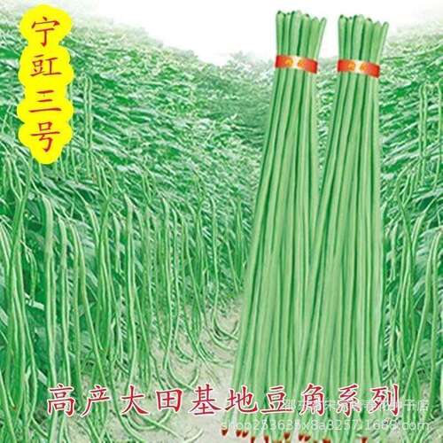 Ningjiang No.3 One Point Red Bean Horn Seed Long Four Seaso