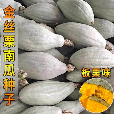 Xinjiang Golden Chestnut Pumpkin Seed Powder Sweet Chestnut