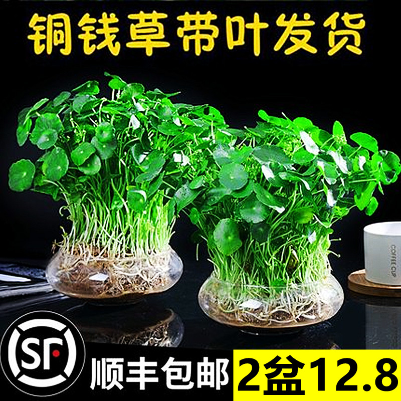 带叶铜钱草水培植物办公室内盆栽客厅桌面绿植花卉趣味水养金钱草