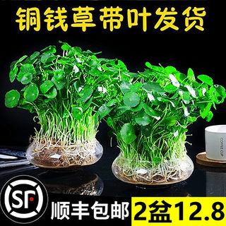 带叶铜钱草水培植物办公室内盆栽客厅桌面绿植花卉趣味水养金钱草