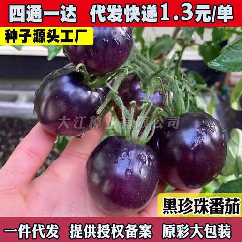 Black cherry, black tomato seeds, super sweet cherry tomato