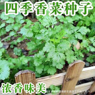 Complete List of Four Seasons Cilantro Seeds, Farmhouse Cil