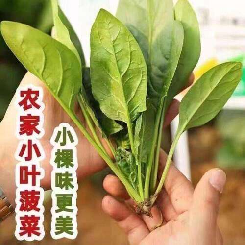 Small leaf spinach seeds, four season spinach seeds, a comp