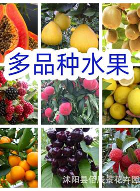 A Comprehensive List of Multiple Fruit Seeds, Plums, Papaya