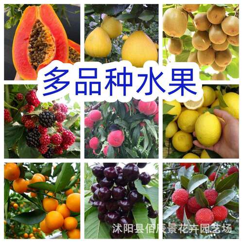 A Comprehensive List of Multiple Fruit Seeds, Plums, Papaya
