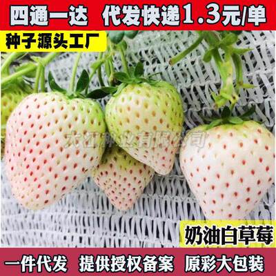 Super Sweet Cream Four Seasons White Strawberries Potted Pl