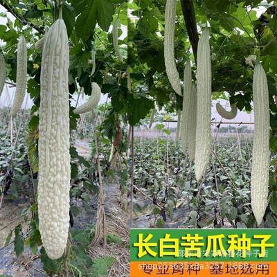 White bitter melon seeds, large white bitter melon seeds, e