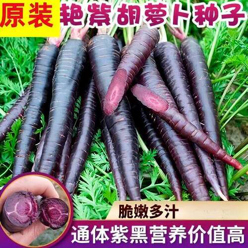 Authentic Purple Carrot Seed Vegetables Purple Red Carrots