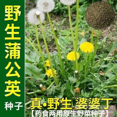 Newly produced dandelion seeds, wild vegetables, plantings,