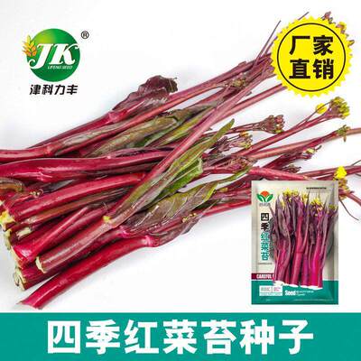 Red Cabbage Moss Seed Red Cabbage Easy to Plant Potted Vege