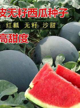 Super Sweet Seedless Watermelon Seed Black Skin Thin Skin R