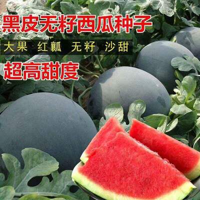 Super Sweet Seedless Watermelon Seed Black Skin Thin Skin R