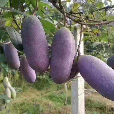Sow wild August melon seeds, purple fruit, August melon tre