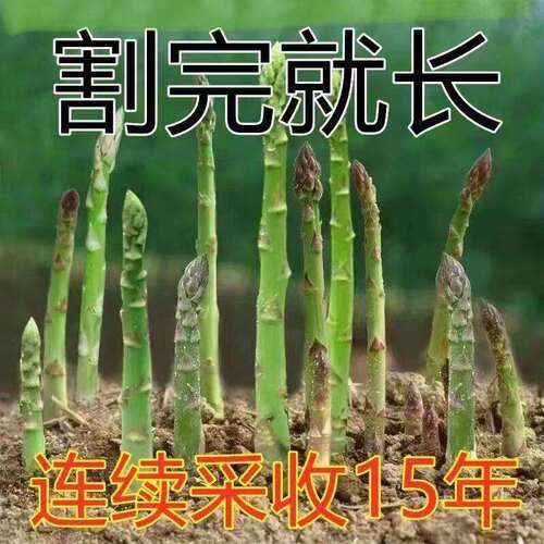 Asparagus Seed White Asparagus Purple Asparagus Seed Origin
