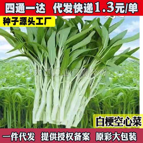 White stem water spinach seed, small willow leaf water spin