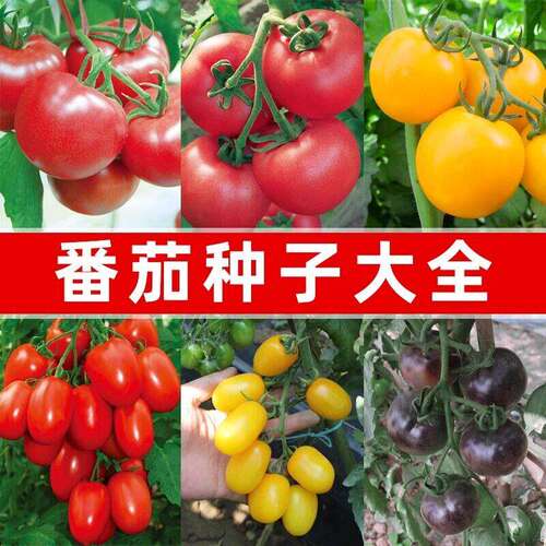 Tomato Seeds Millennium Saint Fruit Tomato Seeds Solitary V