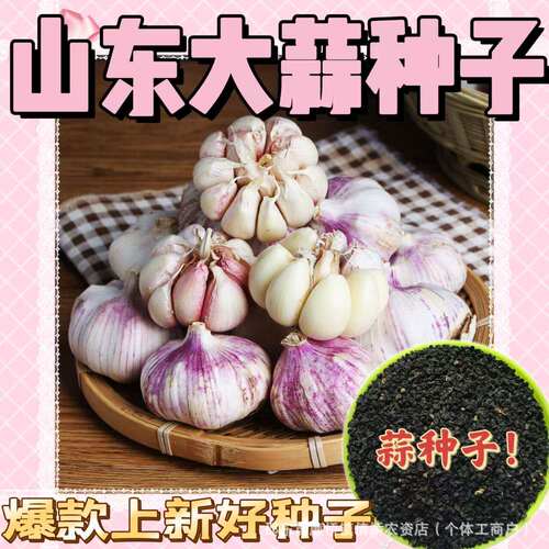 Shandong garlic seeds, seeds, garlic sprouts, vegetable see