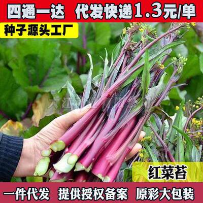 Red vegetable moss, vegetable seeds, vegetable hearts, Octo