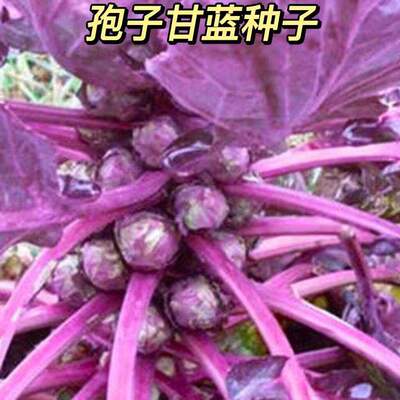 Purple cabbage seeds, green cabbage seeds, purple spore cab