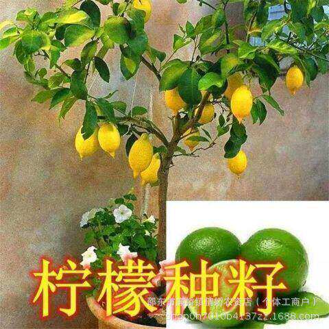 Refreshing lemon seeds, green lemon seeds, yellow lemon see