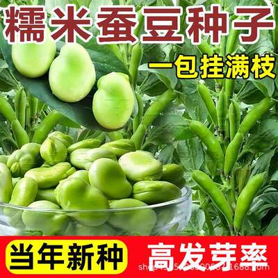 Broad bean seeds Extra large glutinous rice Broad bean seed